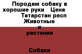 Породам собаку в хорошие руки › Цена ­ 1 500 - Татарстан респ. Животные и растения » Собаки   . Татарстан респ.